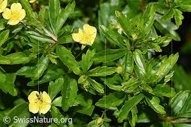 Attēlu rezultāti vaicājumam “Potentilla erecta”