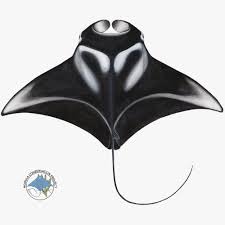 Image result for Mobula alfredi