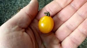 Afbeeldingsresultaat voor oranje van goeienbier tomato