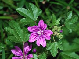 Image result for Malva sylvestris var. mauritiana