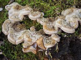 Attēlu rezultāti vaicājumam “Auricularia mesenterica”