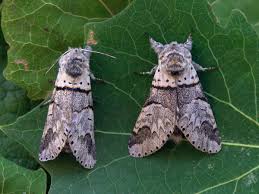 Attēlu rezultāti vaicājumam “Furcula bifida”