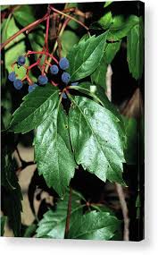Attēlu rezultāti vaicājumam “Parthenocissus quinquefolia fruit”