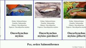 Image result for Salmo ciscaucasicus
