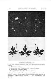 Attēlu rezultāti vaicājumam “Ranunculus acris fruit”