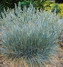 Attēlu rezultāti vaicājumam “Festuca ovina flower”