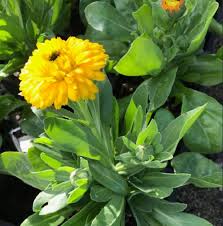Attēlu rezultāti vaicājumam “Calendula officinalis leaf”