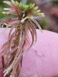 Attēlu rezultāti vaicājumam “Sphagnum warnstorfii”