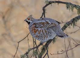 Attēlu rezultāti vaicājumam “Tetrastes bonasia”