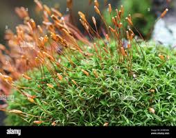 Attēlu rezultāti vaicājumam “Bryoerythrophyllum recurvirostrum”