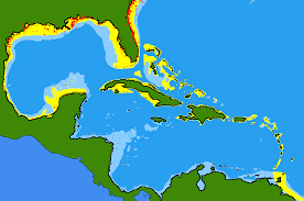 Image result for Hypanus say