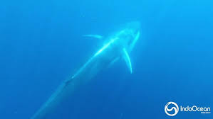 Image result for Balaenoptera omurai
