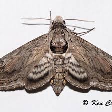 Image result for hawk moth