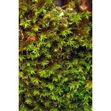 Attēlu rezultāti vaicājumam “Zygodon rupestris”