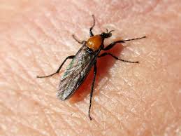 Attēlu rezultāti vaicājumam “Bibionidae female”