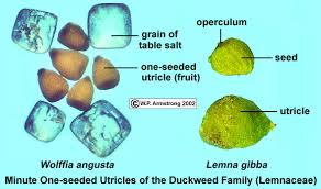 Attēlu rezultāti vaicājumam “Lemnaceae”