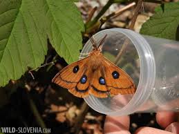 Attēlu rezultāti vaicājumam “Aglia tau”