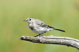 Attēlu rezultāti vaicājumam “Motacilla alba juvenile”