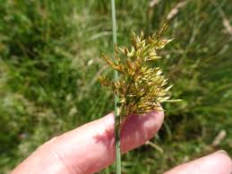 Attēlu rezultāti vaicājumam “Juncus inflexus bud”
