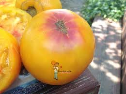 Afbeeldingsresultaat voor blushing yellow tomato