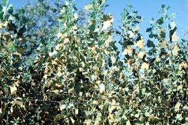 Attēlu rezultāti vaicājumam “Melampsora magnusiana”