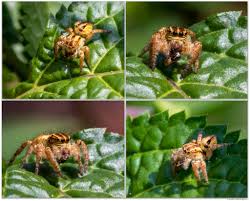 Attēlu rezultāti vaicājumam “Xanthogramma sp.”