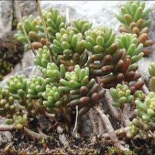 Attēlu rezultāti vaicājumam “Sedum album leaf”