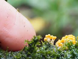 Attēlu rezultāti vaicājumam “Oligonema favogineum spores”