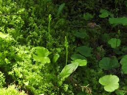 Attēlu rezultāti vaicājumam “Malaxis monophyllos leaf”