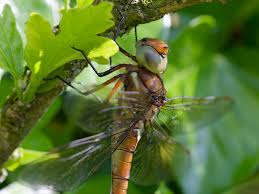 Attēlu rezultāti vaicājumam “Aeshna isoceles”