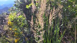 Attēlu rezultāti vaicājumam “Calamagrostis arundinacea”