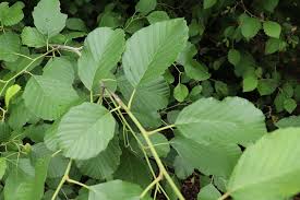 Attēlu rezultāti vaicājumam “Alnus incana leaf”