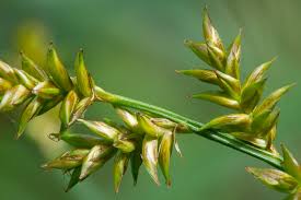Attēlu rezultāti vaicājumam “Carex elongata”