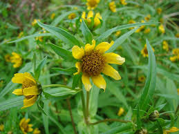 Attēlu rezultāti vaicājumam “Bidens cernua flower”