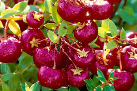 Attēlu rezultāti vaicājumam “Gaultheria cuneata”