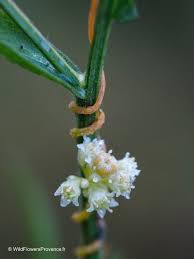 Attēlu rezultāti vaicājumam “Cuscuta epithymum subsp. trifolii flower”