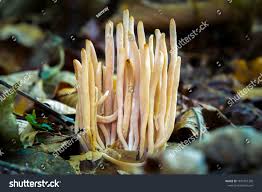 Attēlu rezultāti vaicājumam “Clavaria fumosa”