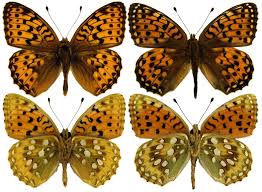 Attēlu rezultāti vaicājumam “Argynnis aglaja”