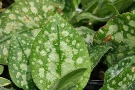 Attēlu rezultāti vaicājumam “Pulmonaria saccharata”