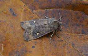 Attēlu rezultāti vaicājumam “Eupsilia transversa”