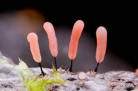 Attēlu rezultāti vaicājumam “Comatricha pulchella spores”