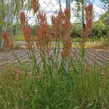 Attēlu rezultāti vaicājumam “Rumex thyrsiflorus”