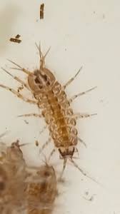 Attēlu rezultāti vaicājumam “Asellus aquaticus”