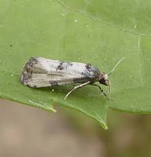 Attēlu rezultāti vaicājumam “Cochylis dubitana”