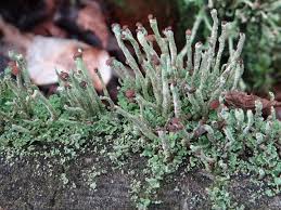 Attēlu rezultāti vaicājumam “Cladonia phyllophora”
