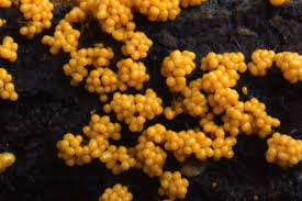 Attēlu rezultāti vaicājumam “Badhamiopsis macrospora macro”