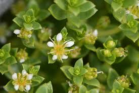 Attēlu rezultāti vaicājumam “Honckenya peploides”