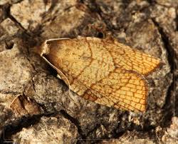 Attēlu rezultāti vaicājumam “Pandemis corylana”