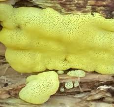 Attēlu rezultāti vaicājumam “Fuligo septica cf. septica macro”