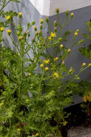 Attēlu rezultāti vaicājumam “Senecio viscosus flower”